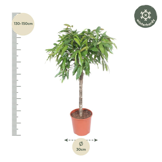 Ficus Amstel King – 130 cm Zimmerpflanze mit geflochtenem Stamm