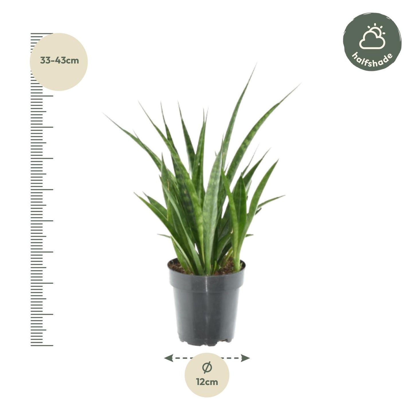 Sansevieria Kirkii – 3er-Set, 38 cm, ø12 cm