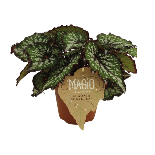 Begonia Rex Bostella – Exotische Blattbegonie im 12cm Topf
