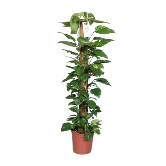 Epipremnum Pinnatum Mosstok – Pflegeleichte Kletterpflanze 120 cm