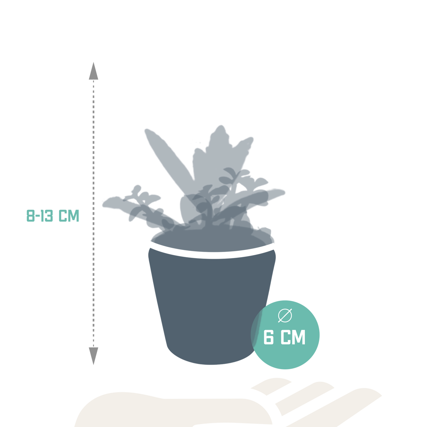 Vetplanten-Mischung 5x in handbemalter Mexicaanse Pot