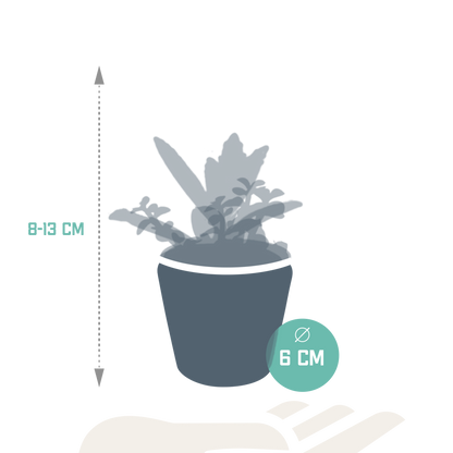 Vetplanten-Mischung 5x in handbemalter Mexicaanse Pot