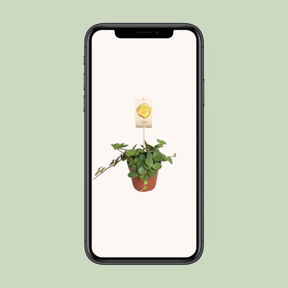 Peperomia Hope – Pflegeleichte Zimmerpflanze Ø12cm