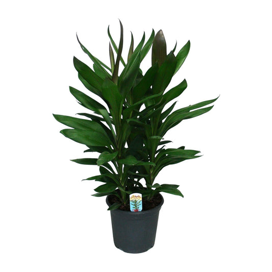 Cordyline Glauca – Pflegeleichte Zimmerpflanze Ø19cm