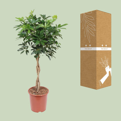 Schefflera Arboricola Compacta – Pflegeleichte Schirmpflanze Ø27cm
