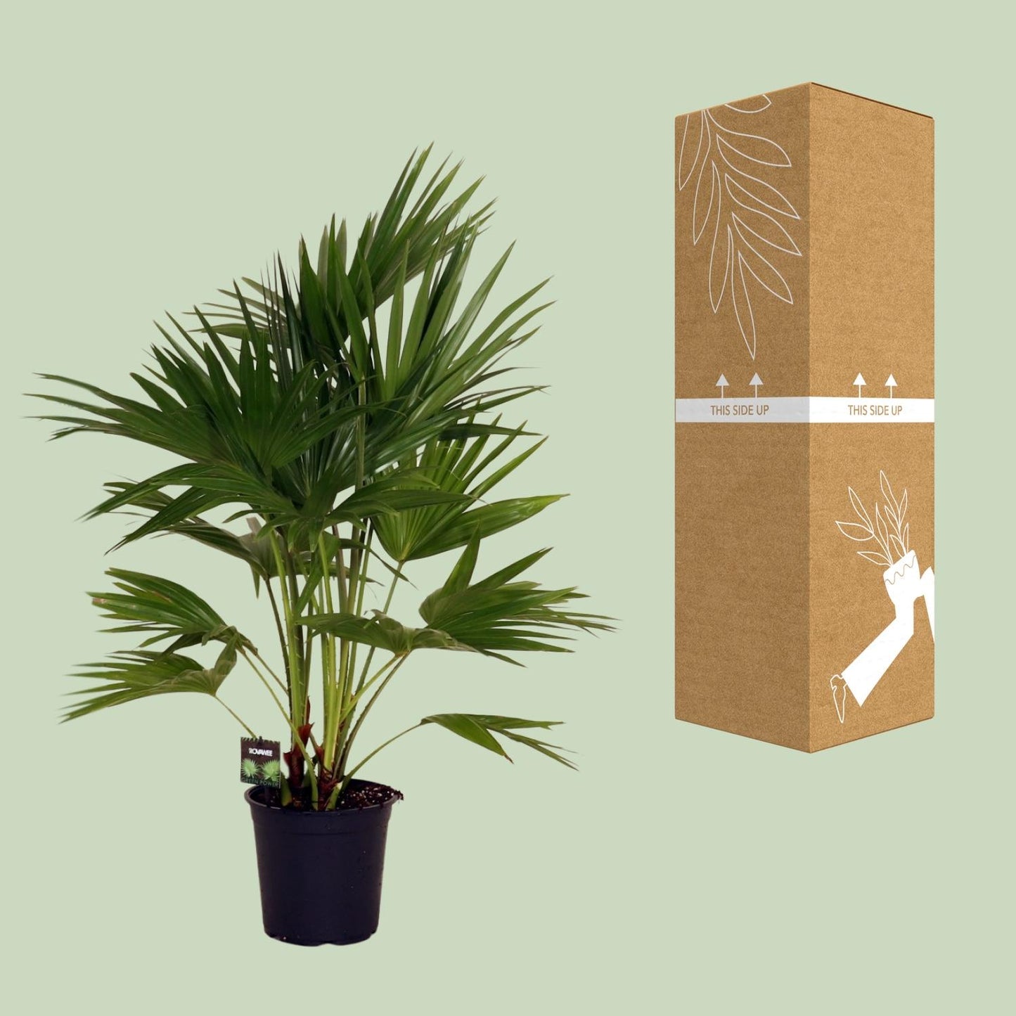 Livistona Chinensis – Pflegeleichte Fächerpalme Ø24cm