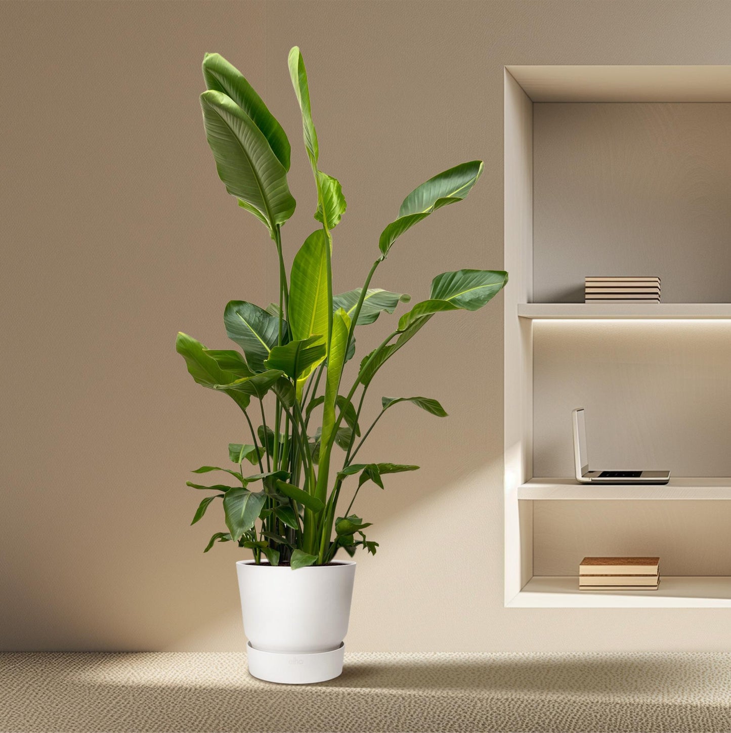 Strelitzia Nicolai de luxe XXL – 250 cm, ø40 cm