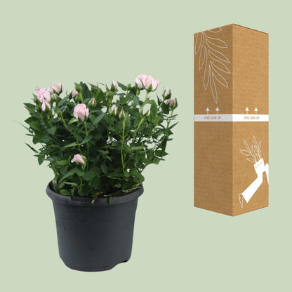 Rosa Jewel Patio Baby – Duftende Topfrose Ø17cm
