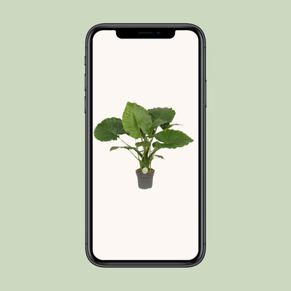 Alocasia Gageana 'California' – 80cm Elefantenohr Zimmerpflanze