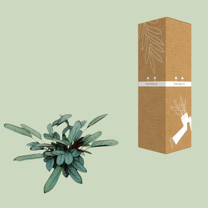 Ctenanthe Oppenheimiana – Nie-Nie-Pflanze Ø17cm, 70cm hoch