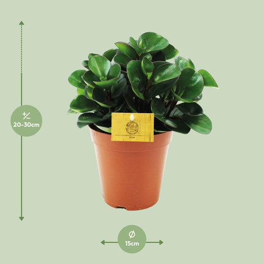 Peperomia Burning Bush – Pflegeleichte Zimmerpflanze Ø15cm