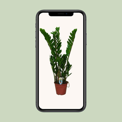 Zamioculcas Zamiifolia – Pflegeleichte Zimmerpflanze Ø14cm
