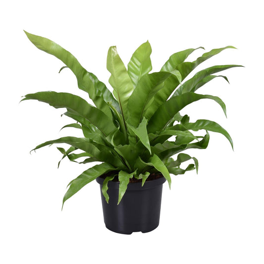 Asplenium Antiquum – Pflegeleichter Nestfarn Ø23cm