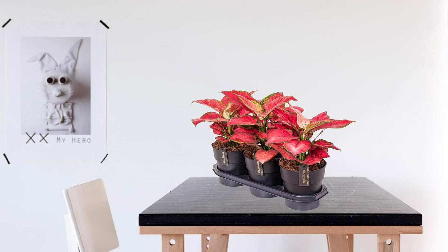 Aglaonema Red Joy – Pflegeleichte luftreinigende Zimmerpflanze Ø19cm