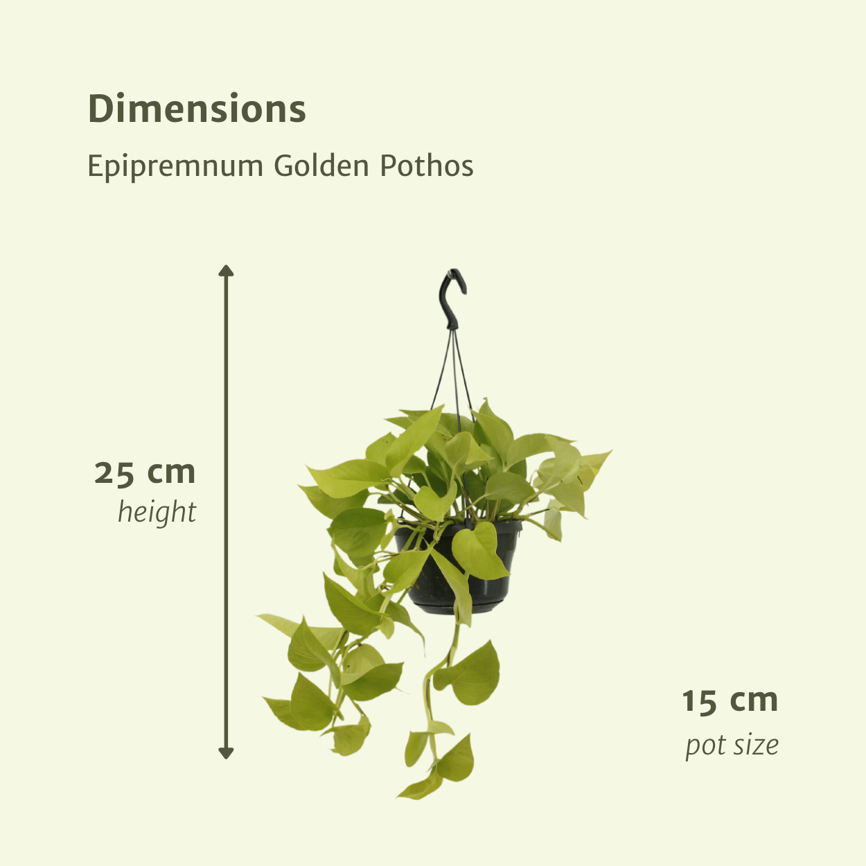 Epipremnum Golden Pothos (Scindapsus) – 2er-Set Ø15cm