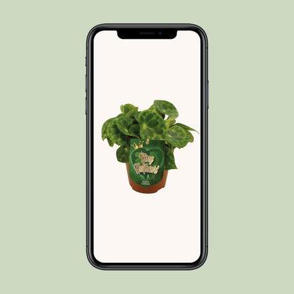 Begonia Kingiana – Exotische und pflegeleichte Zimmerpflanze Ø12cm