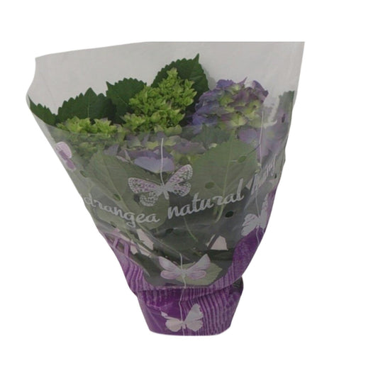 Endless Hortensie Blauw – Ø14cm, 35cm Höhe