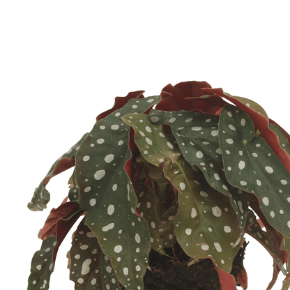 2x Begonia Maculata – dekorative Blattbegonie 20 cm