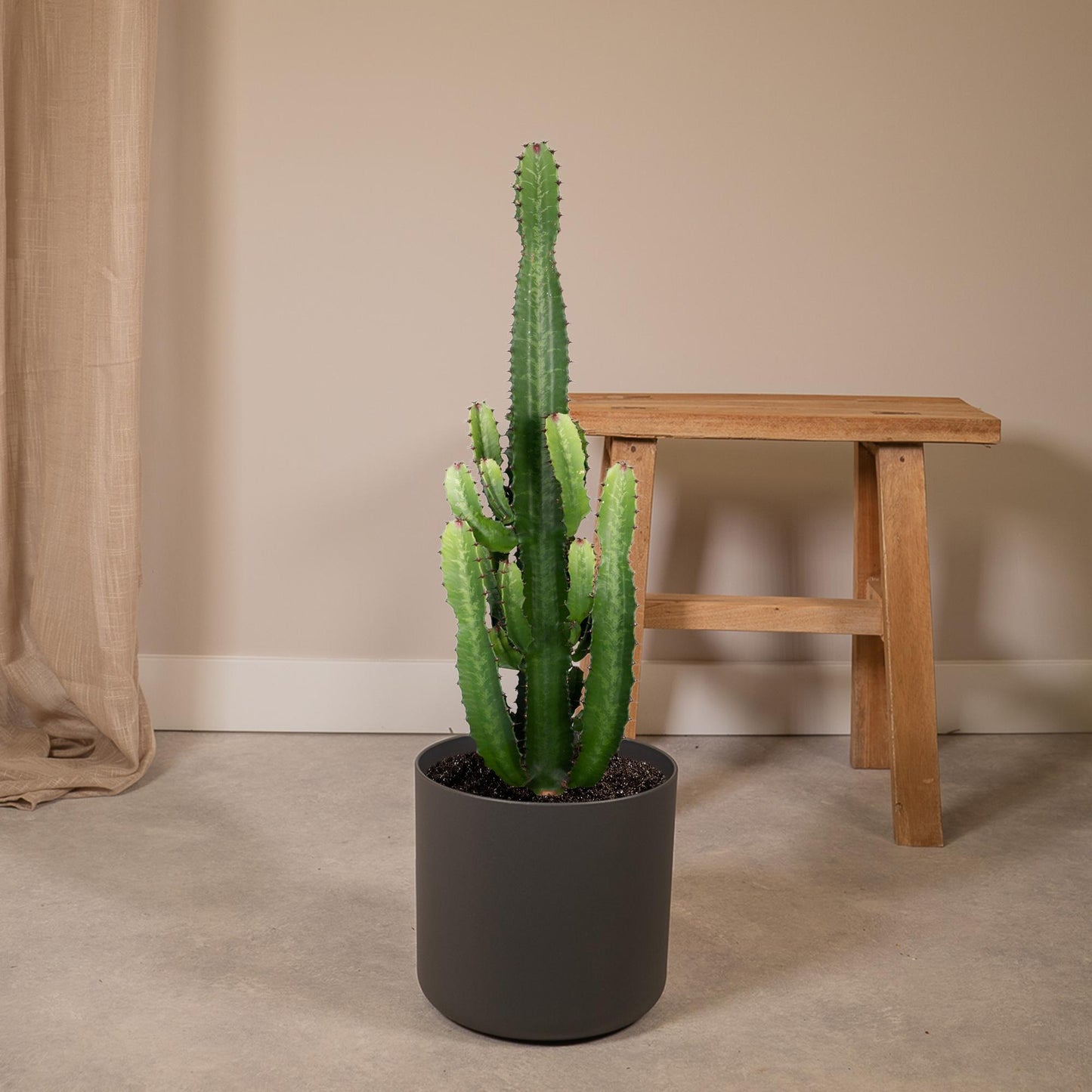 Euphorbia Acrurensis – Robuste Exotische Sukkulente Ø24cm