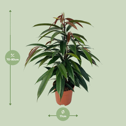 Ficus Binnendijkii 'Amstel King' – Pflegeleichte Zimmerpflanze Ø17cm