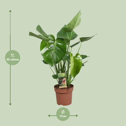 Monstera Fensterblatt – Tropische Zimmerpflanze Ø17cm, 60cm hoch