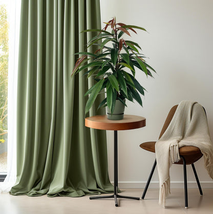 Ficus Binnendijkii 'Amstel King' – Pflegeleichte Zimmerpflanze Ø17cm
