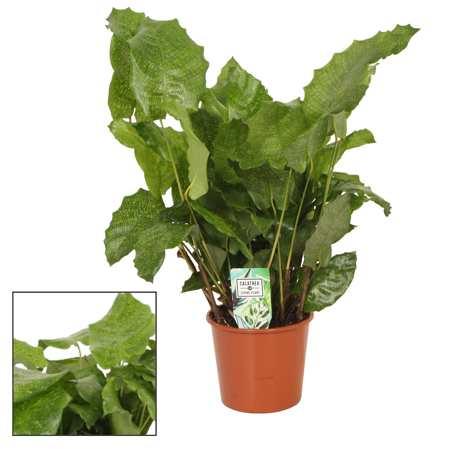 Calathea Network – Pflegeleichte Trendpflanze Ø17cm