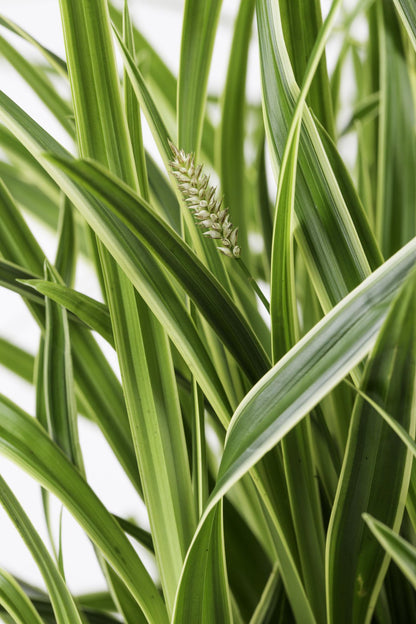 3x Carex morrowii 'Ice Dance' – Immergrünes Ziergras Ø14cm