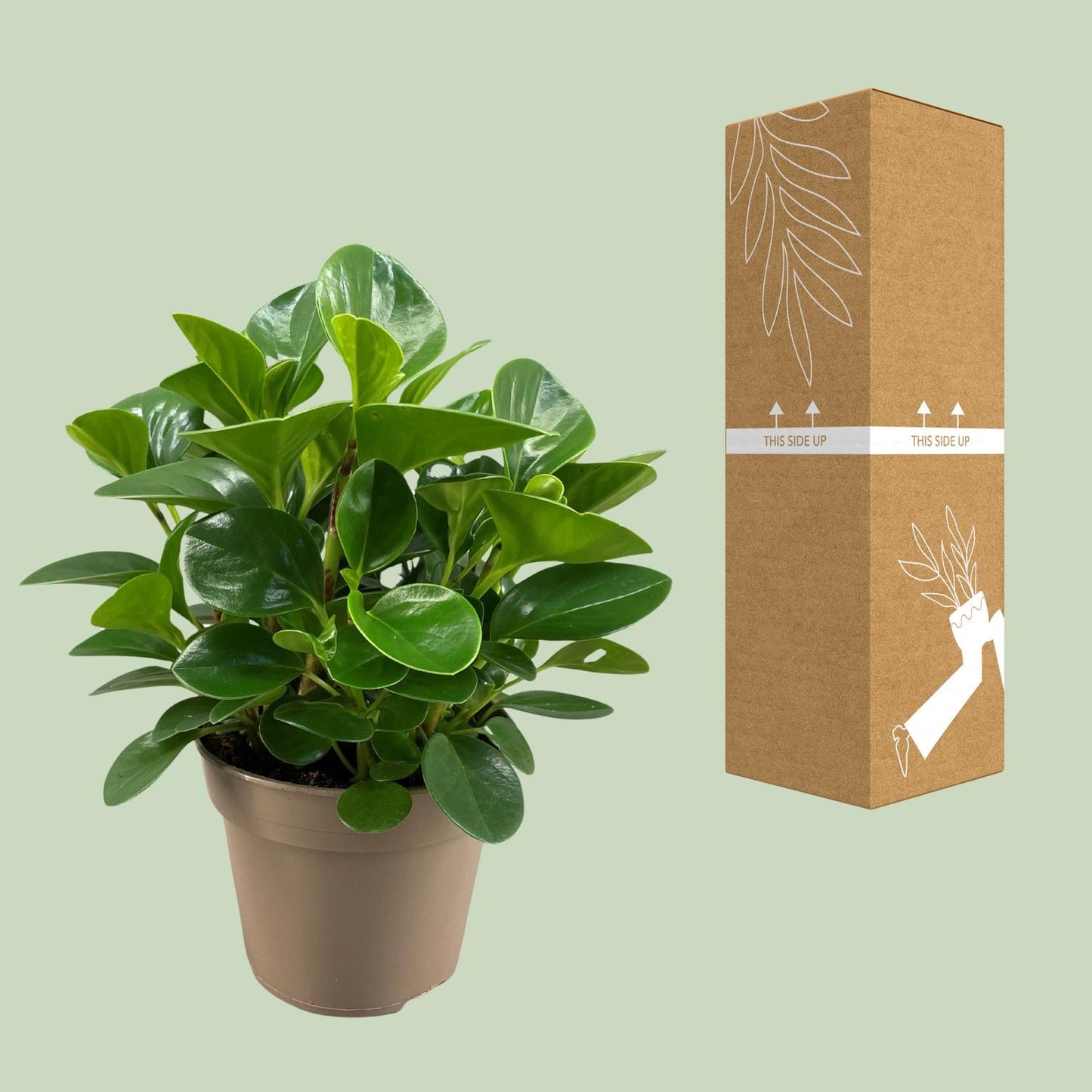 Peperomia Obtusifolia Green Gold – Pflegeleichte Trendpflanze Ø15cm