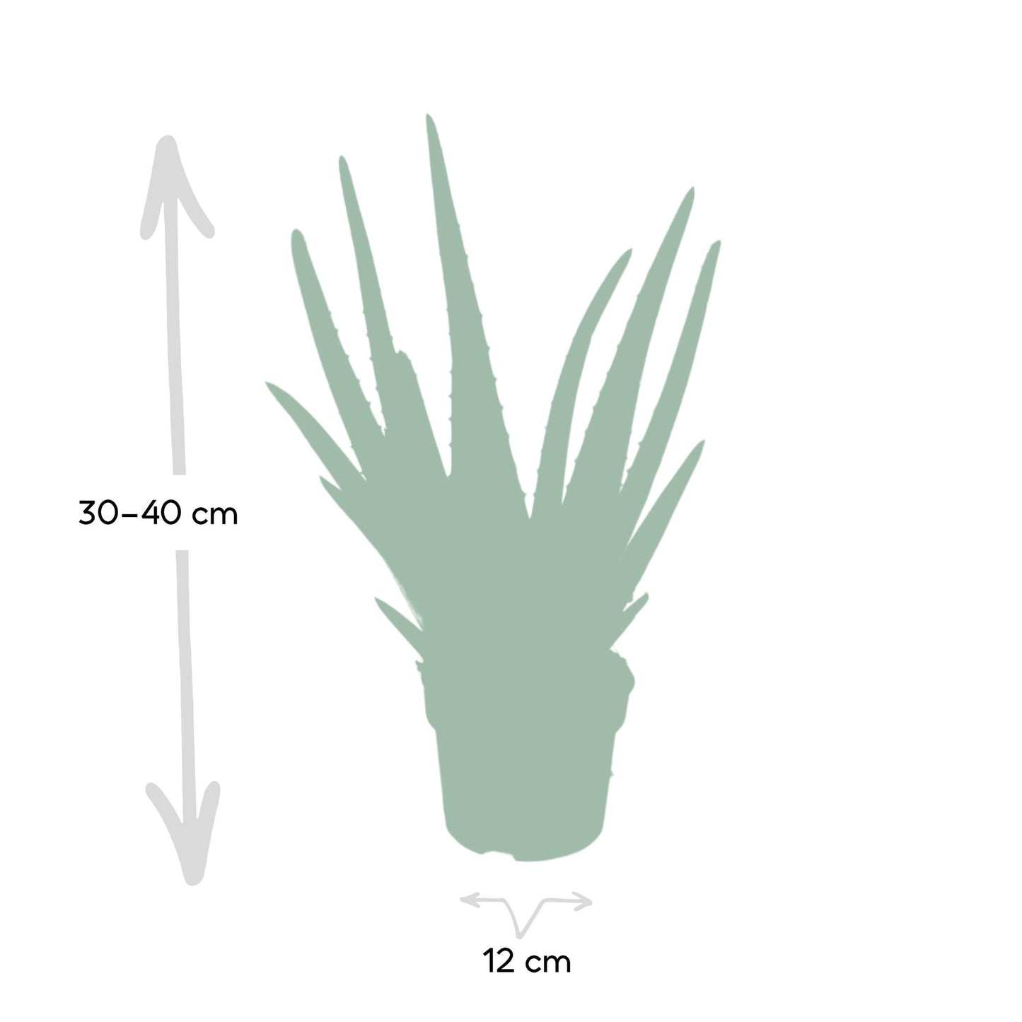Aloe Vera Ø12cm – Pflegeleichte und luftreinigende Zimmerpflanze