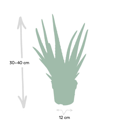 Aloe Vera Ø12cm – Pflegeleichte und luftreinigende Zimmerpflanze