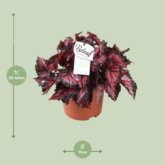 Begonia Beleaf Inca Night – Pflegeleichte Zimmerpflanze Ø17cm