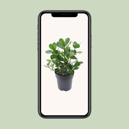 Clusia Rosea 'Princess' – Pflegerleichter Autogrammbaum 60 cm