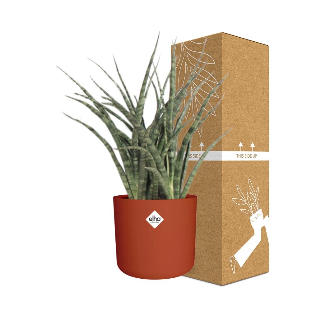 Sansevieria Fernwood Punk in ELHO b.for soft rond 14cm brique