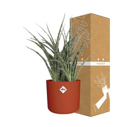 Sansevieria Fernwood Punk in ELHO b.for soft rond 14cm brique