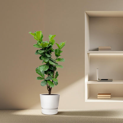 Ficus Lyrata vertakt – Geigenfeige 170 cm Ø32