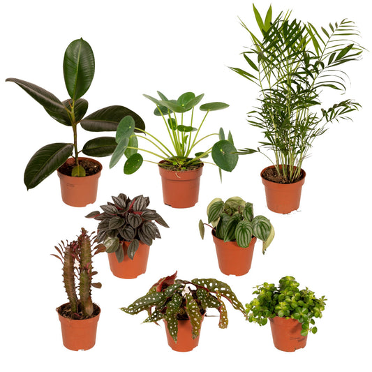 Außenseiterbox – 8 pflegeleichte Pflanzen Ø12cm