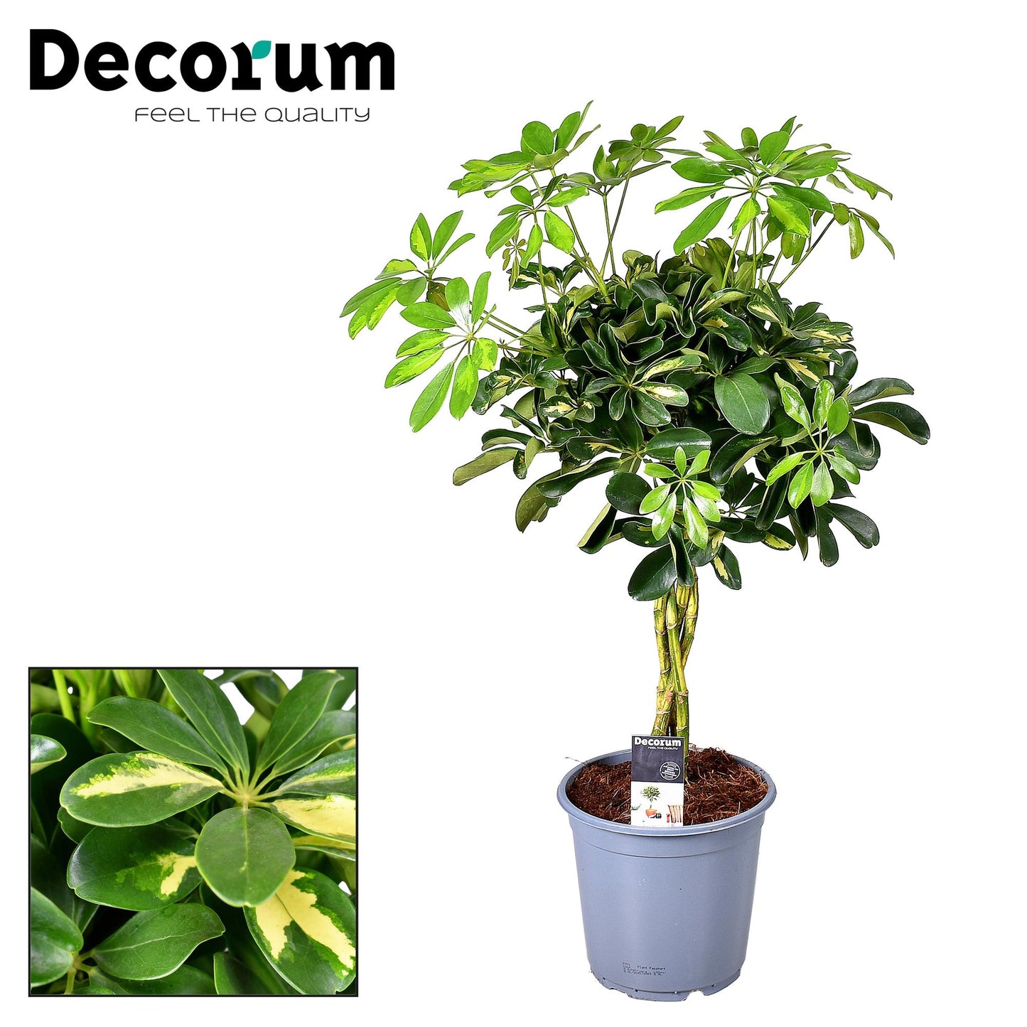 Schefflera Gold Capella – pflegeleichte Zimmerpflanze Ø21cm