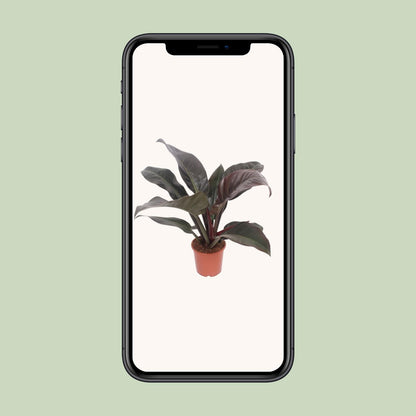 Philodendron Imperial Red – Pflegeleichte Zimmerpflanze Ø17cm