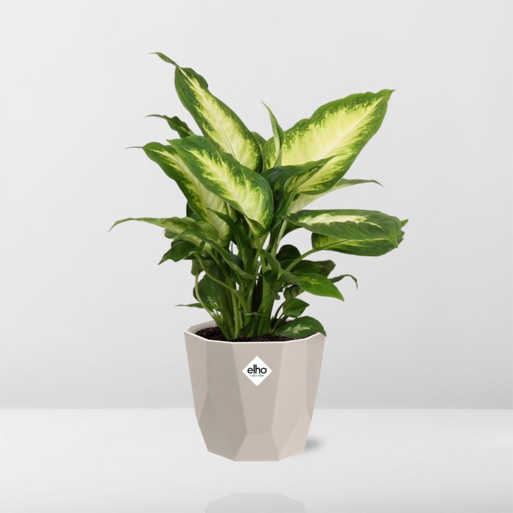 Dieffenbachia ‘Camilla’ – Pflegeleichte Zimmerpflanze im ELHO Topf