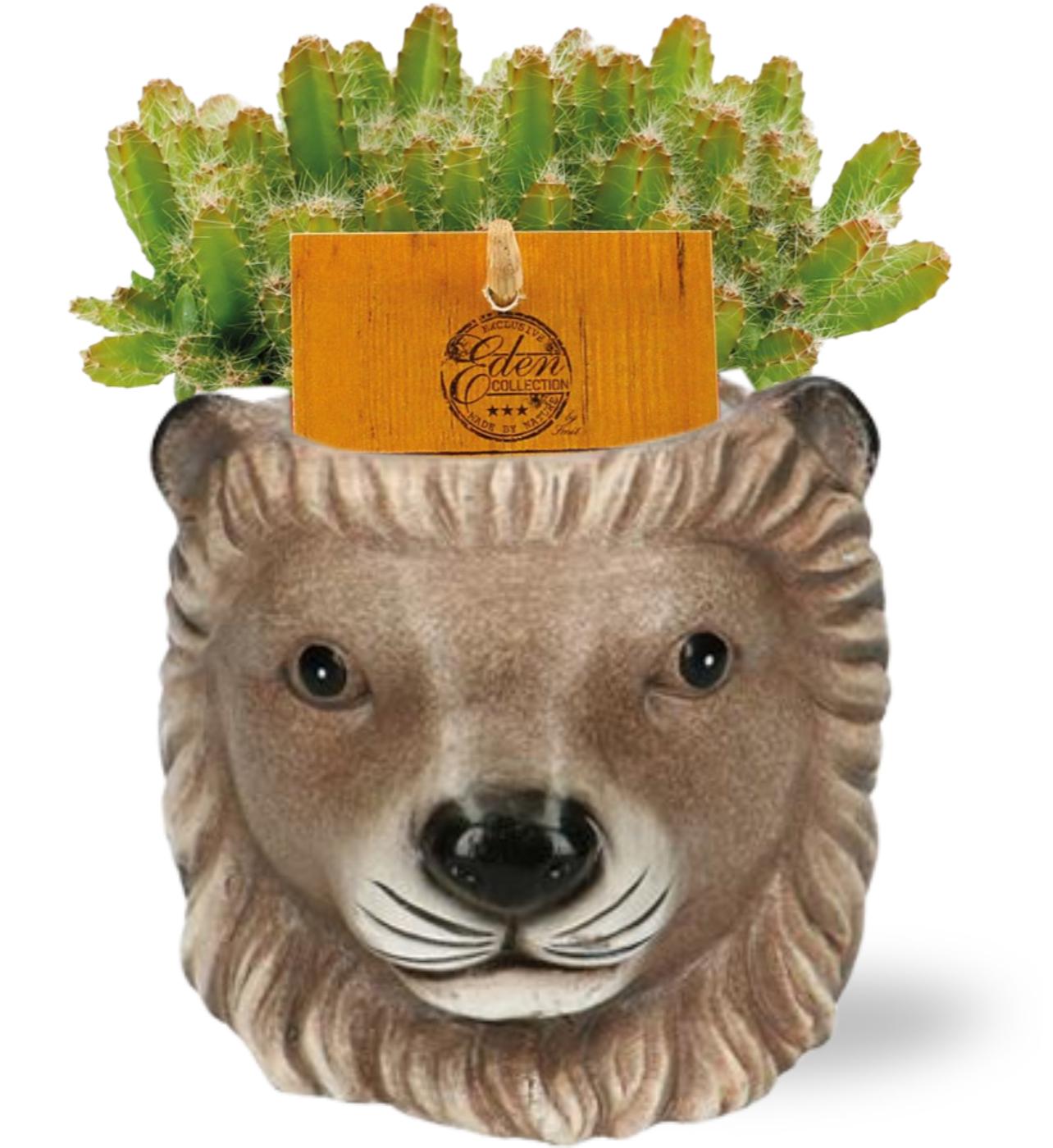 Hylocereus Undatus mit braunem Planter – Ø11cm