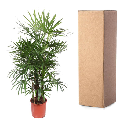 Rhapis Excelsa – Pflegeleichte Damenpalme 190 cm