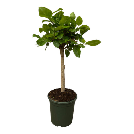 Ficus Altissimo variegata – pflegeleichte Zimmerpflanze 100 cm