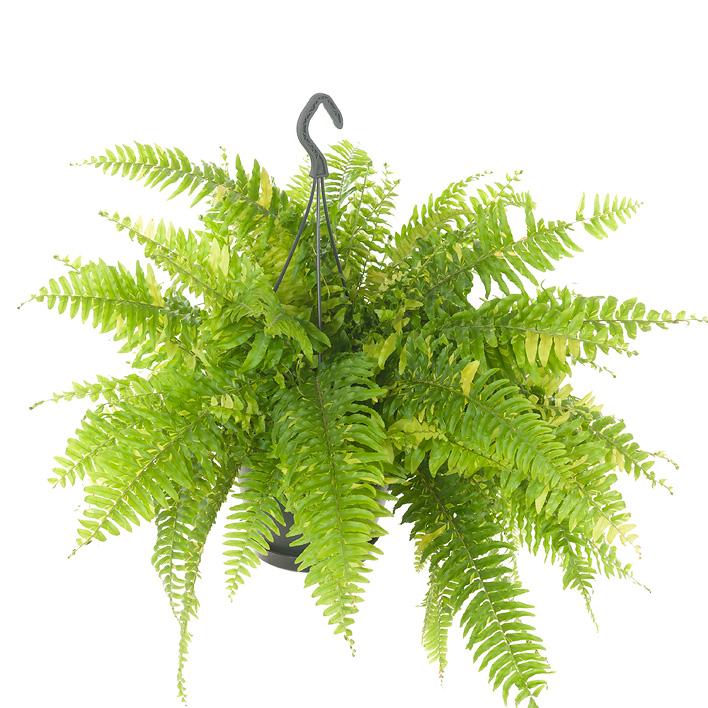 Nephrolepis Tiger Farn – Pflegeleicht & Luftreinigend Ø20cm