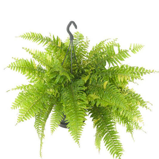 Nephrolepis Tiger Farn – Pflegeleicht & Luftreinigend Ø20cm