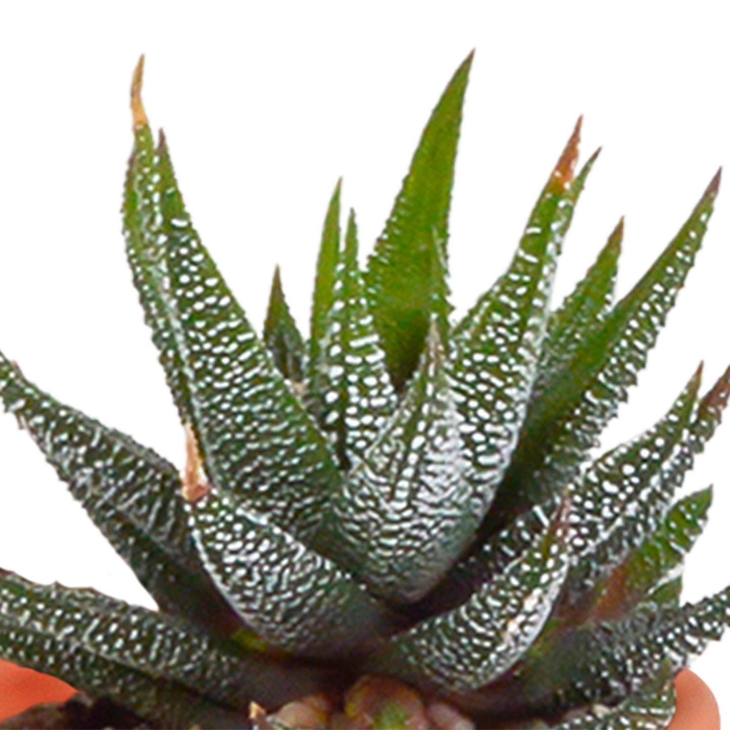 Kakteen & Sukkulenten Mischung 15er Set 5,5 cm