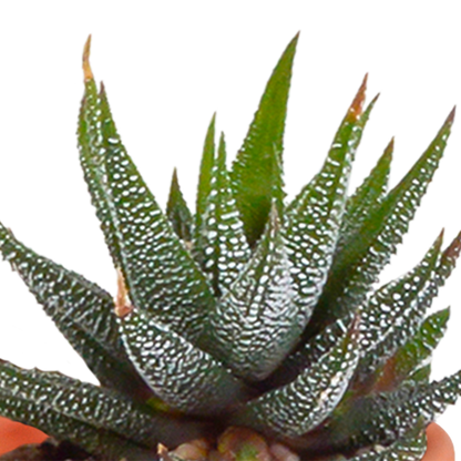 Kakteen & Sukkulenten Mischung 15er Set 5,5 cm