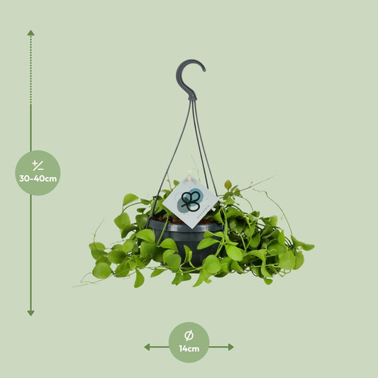 Dischidia Imbricata – Pflegeleichte Kidney-Zimmerpflanze Ø14 cm