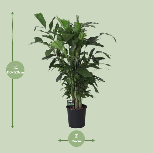 Caryota Mitis – Pflegeleichte Fishtail-Palme Ø24cm, 120cm hoch
