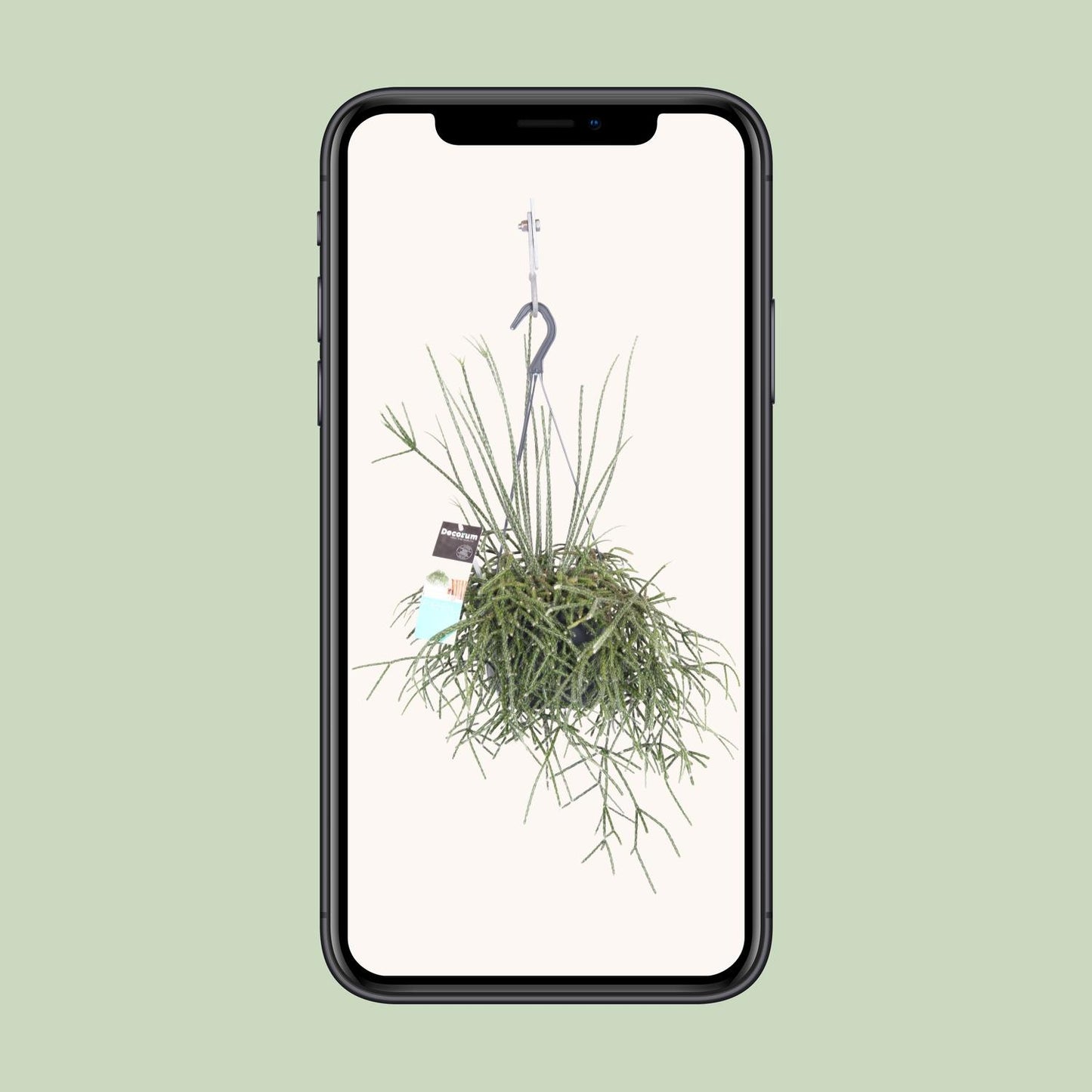 Rhipsalis pilocarpa – pflegeleichte Zimmerpflanze Ø17cm